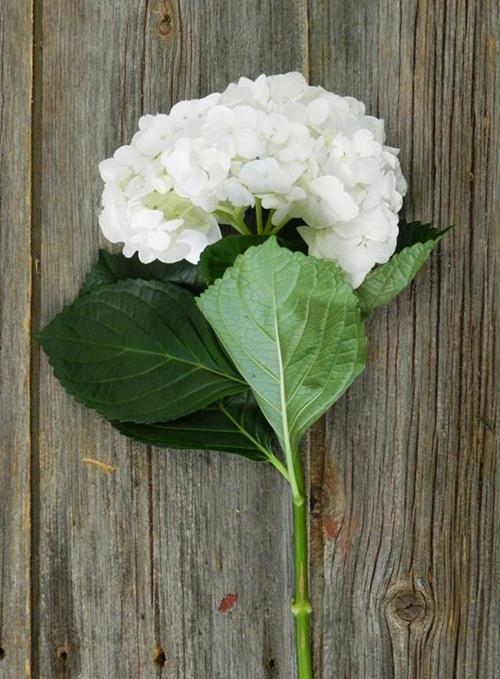 WHITE HYDRANGEAS